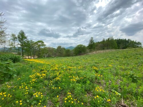 ニセコ町近藤 8,660坪土地